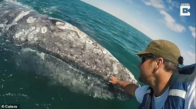Кристиан Миллер встретился с серыми китами у берегов мексиканской лагуны Сан-Игнасио