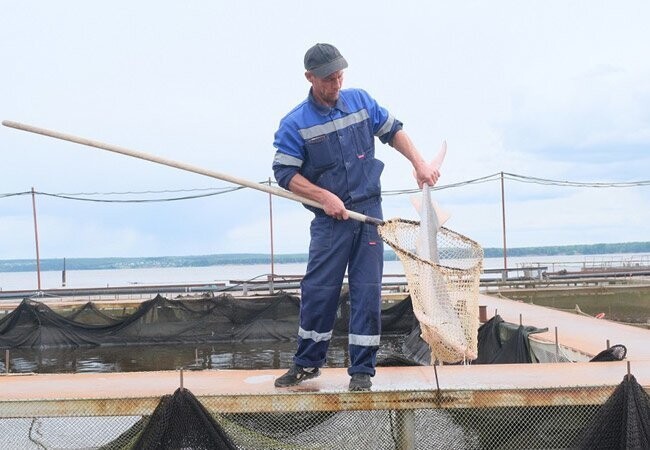 В Пермском крае Добрянский рыбоводный центр наладил производство черной осетровой икры
