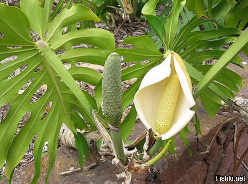 Монстера часто встречается как декоративное, горшечное растение