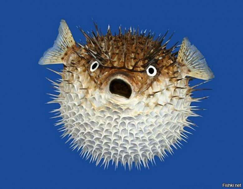 Яд рыбы фугу — это тетродотоксин, он блокирует электрические импульсы в нерва...