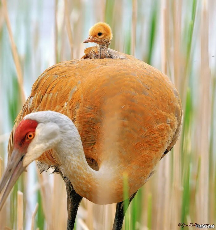заботливые птичьи мамы