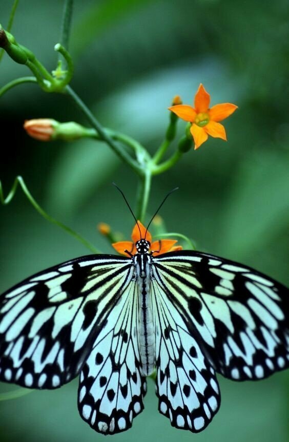 Пестрый мир бабочек