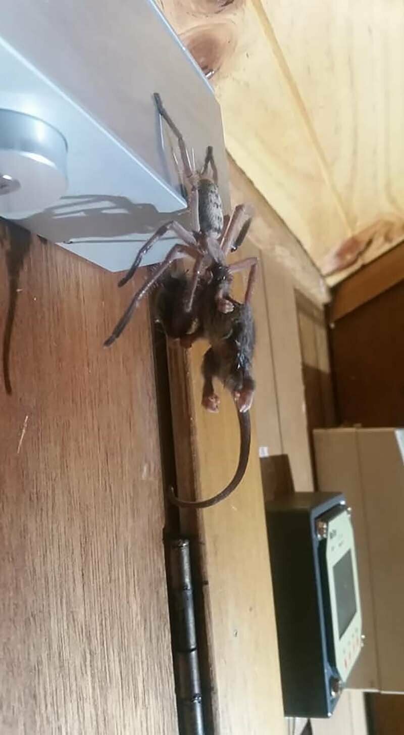 В отельном номере пара наблюдала за тем, как гигантский паук пытался съесть опоссума