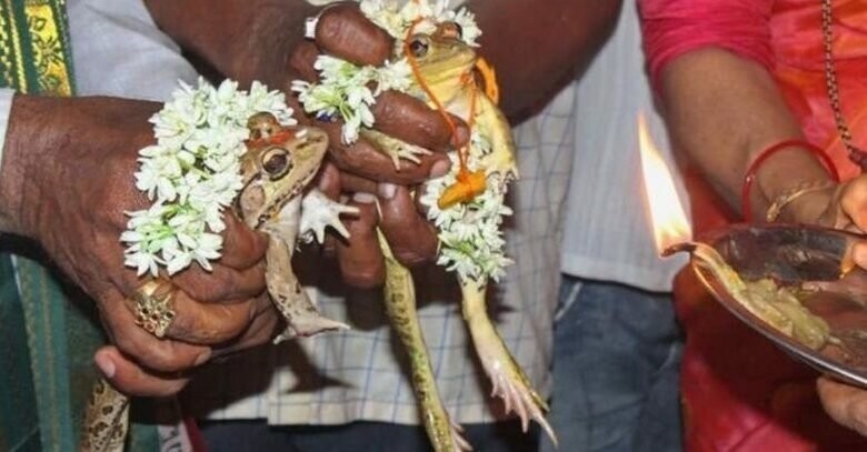 Сотни индийцев присутствуют на свадьбе двух лягушек