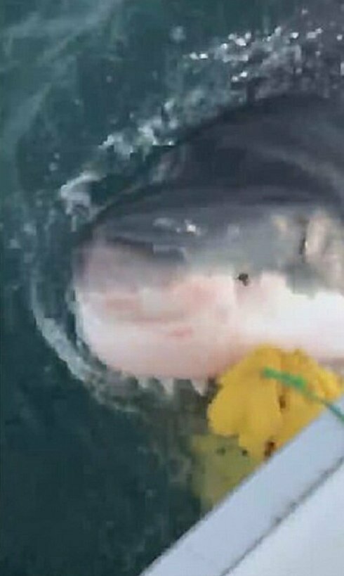 Жуткая встреча в море: рыбаки повстречались с гигантской белой акулой