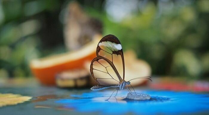 Пестрый мир бабочек