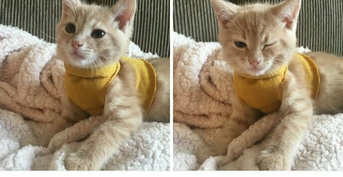 "Я купила своему коту свитер, чтобы он не мерз, и теперь он, похоже, считает себя модным парнем!"