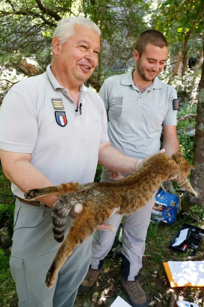 На Корсике обнаружили мифических «кошек-лисиц»