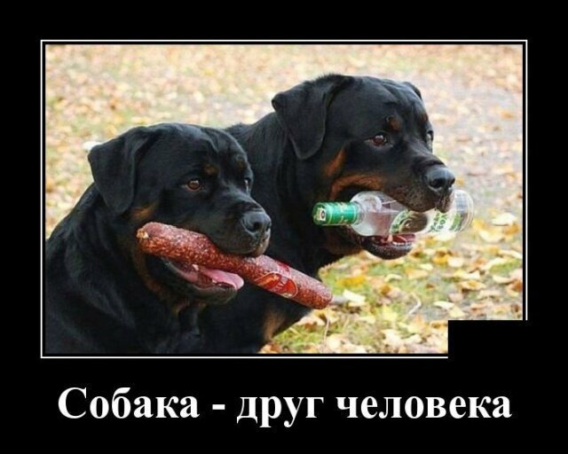 Собачьи демотиваторы от Водяной за 21 июня 2019