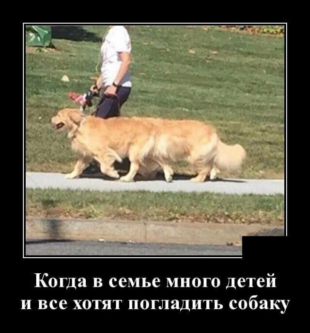 Собачьи демотиваторы от Водяной за 21 июня 2019