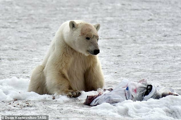 Самка белого медведя оказалась в 1500 км от Арктики