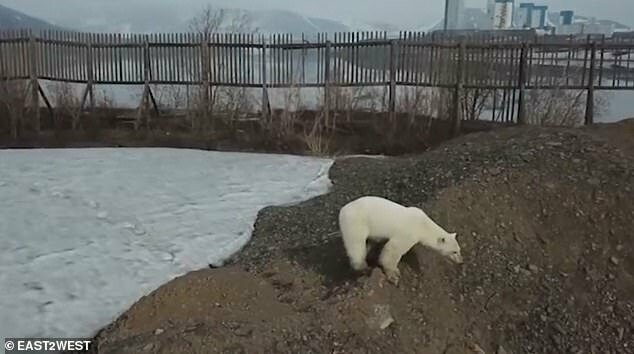 Норильск находится в 500 километрах от ближайшего места обитания белых медведей