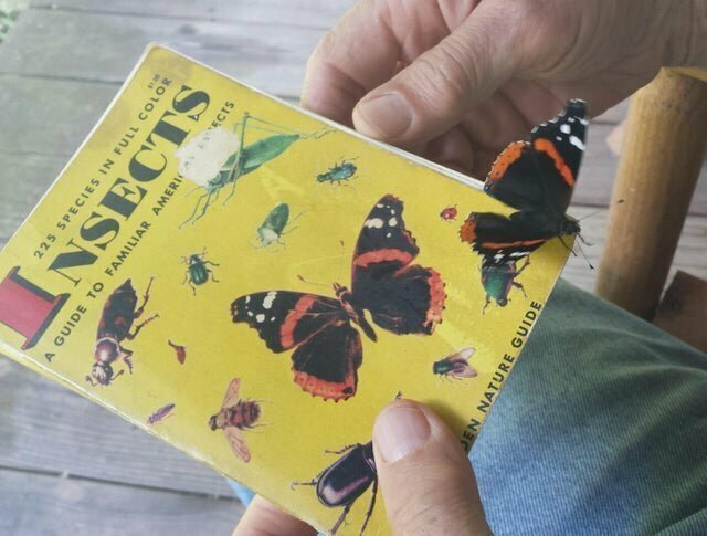 1. "Когда я смотрел брошюру с насекомыми, на нее села бабочка"