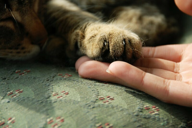 Пушистый массажист, или Почему кошки делают массаж?