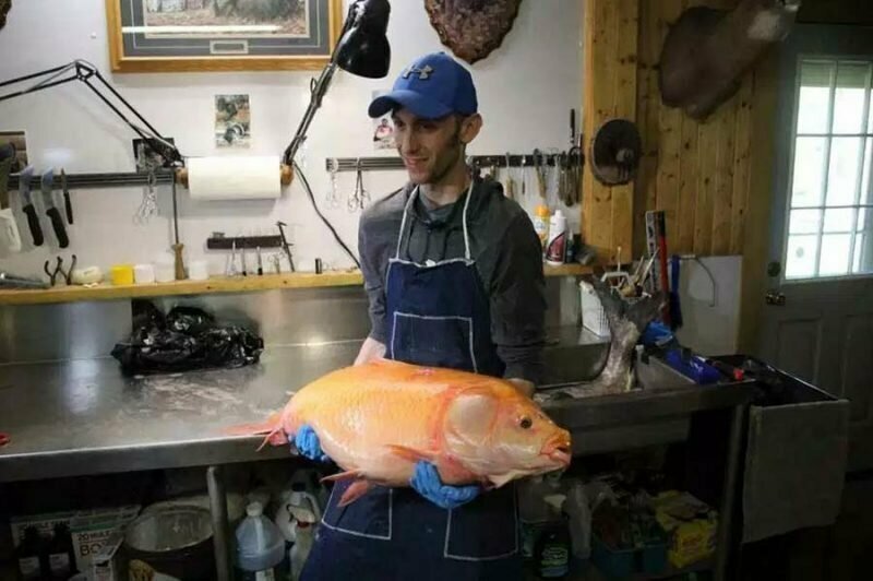 Рыбак из США смог выловить самую большую в мире «золотую» рыбку