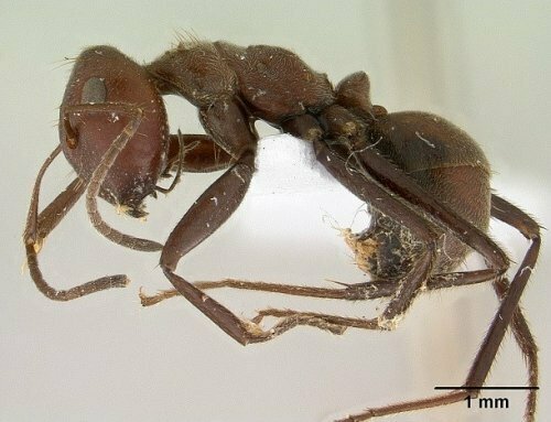 23. Малазийские муравьи-камикадзе