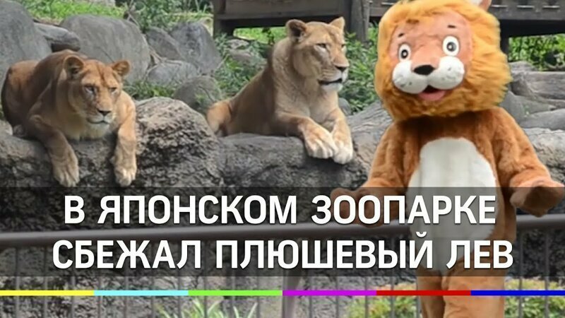 Плюшевого льва ловили в японском зоопарке. Смеялись все, даже звери 