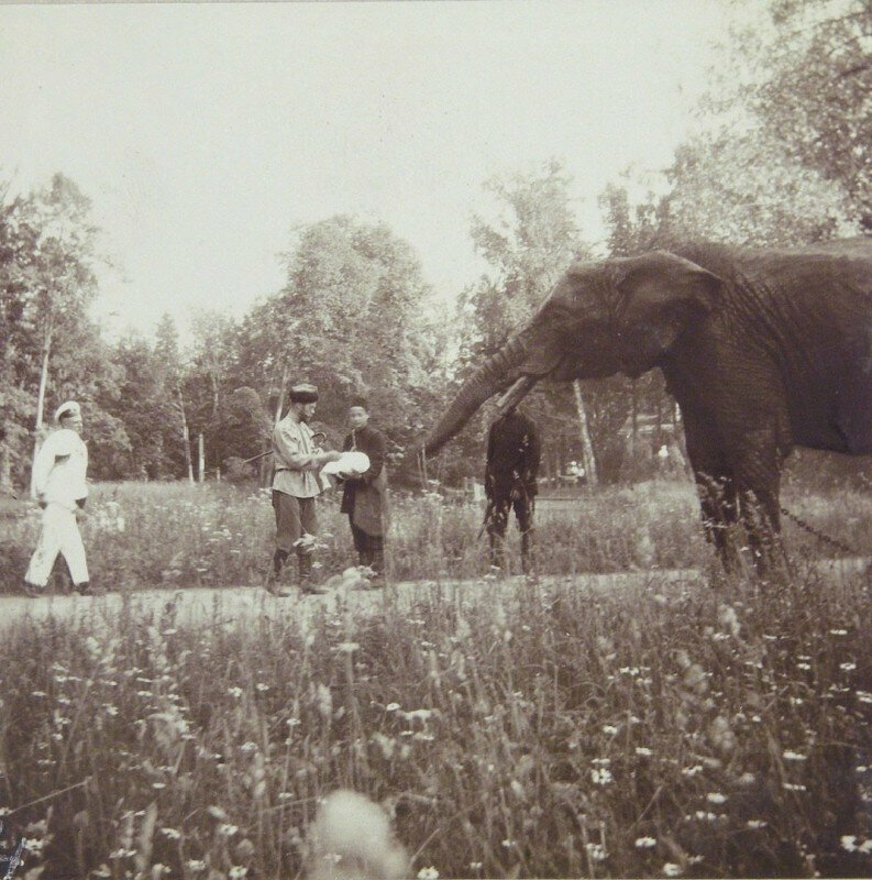 Император Николай II выгуливает своего слона в Царскосельском парке, Россия, 1905