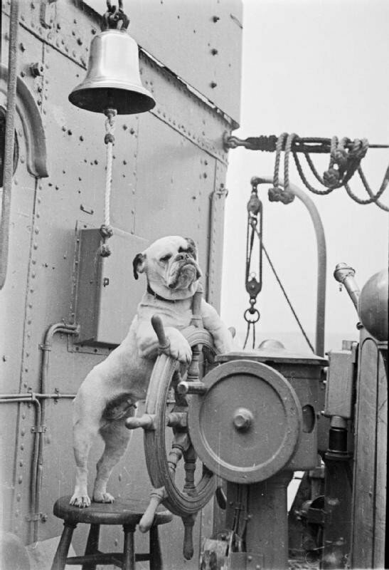 Бульдог Венера - талисман британского эсминца «Ванситтарт». Вторая мировая. 1941 г.