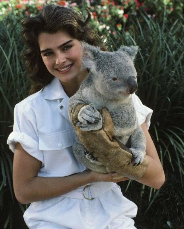 Брук Шилдс с коалой, 1983 год.