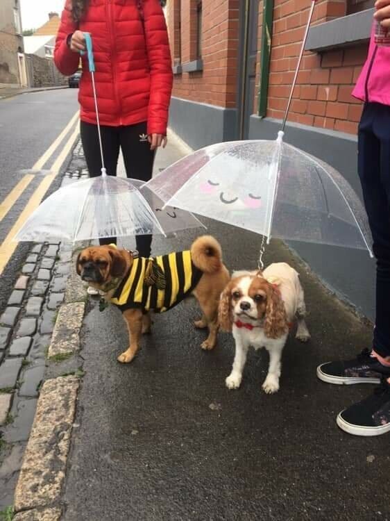 3. Зонты для собак