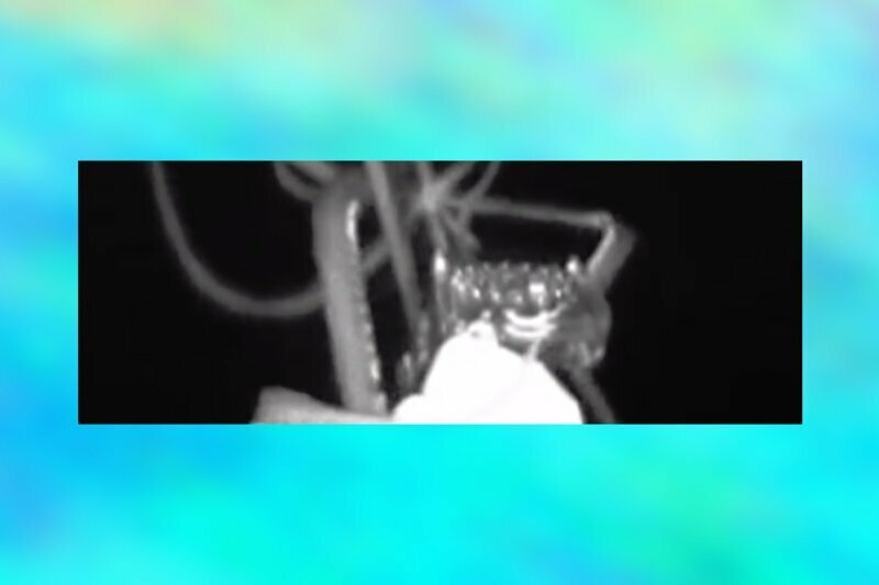 Исследователи сняли на камеру  четырехметрового кальмара