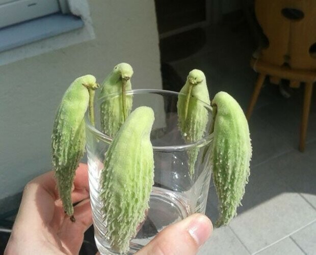 9. Когда овощи начинают выглядеть как попугаи, пора отставить стакан в сторону