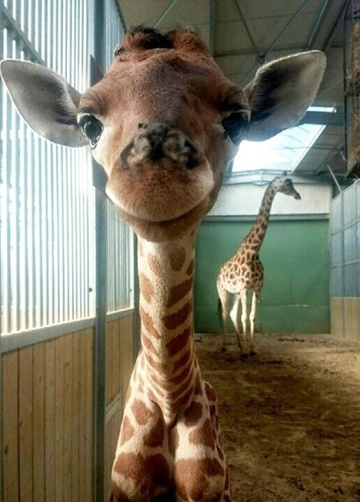6. Этот жираф совсем недавно родился, но уже вовсю улыбается!