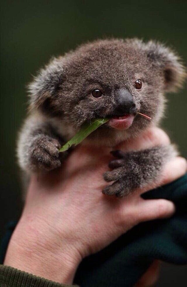 8. Маленькая коала