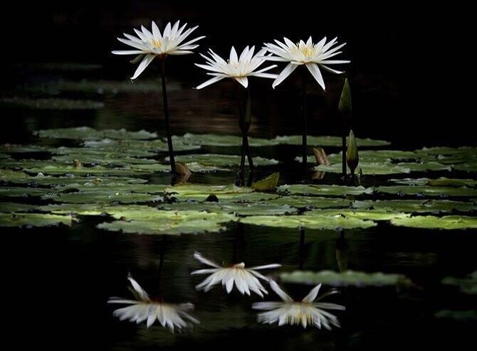 «Focus on Nature ». Из архива