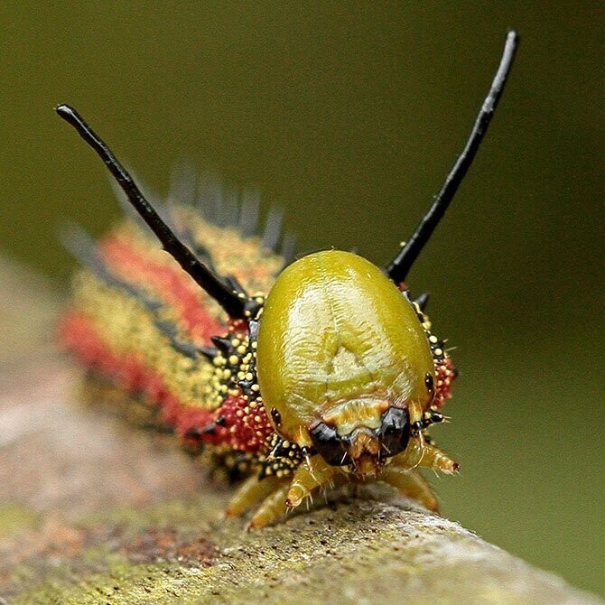 «Focus on Nature ». Из архива