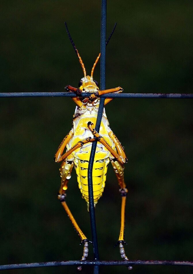 «Focus on Nature ». Из архива