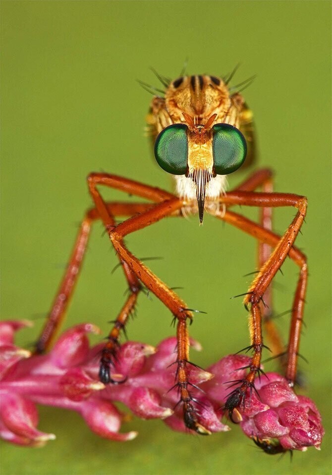 «Focus on Nature ». Из архива