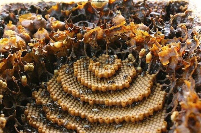 Пчелы из Австралии строят спиральные гнезда