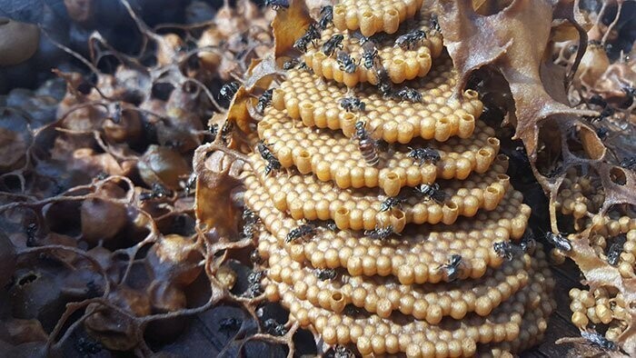 Пчелы из Австралии строят спиральные гнезда
