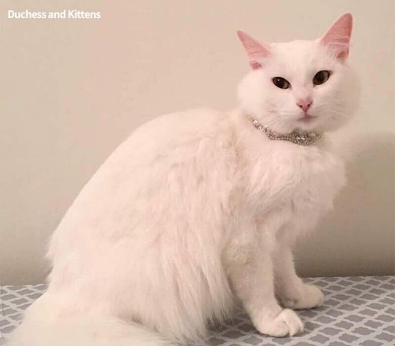 Недавно фотографии этой белой кошки по имени Герцогиня стали вирусными в Сети
