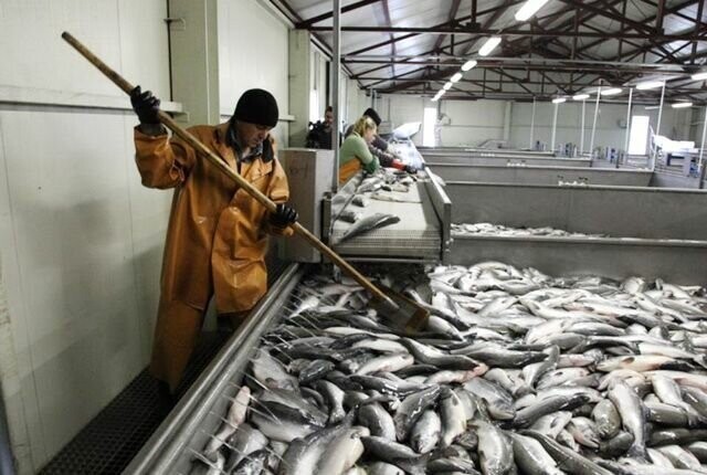 Резидент ТОР «Камчатка» запустил рыбоперерабатывающий завод на севере края