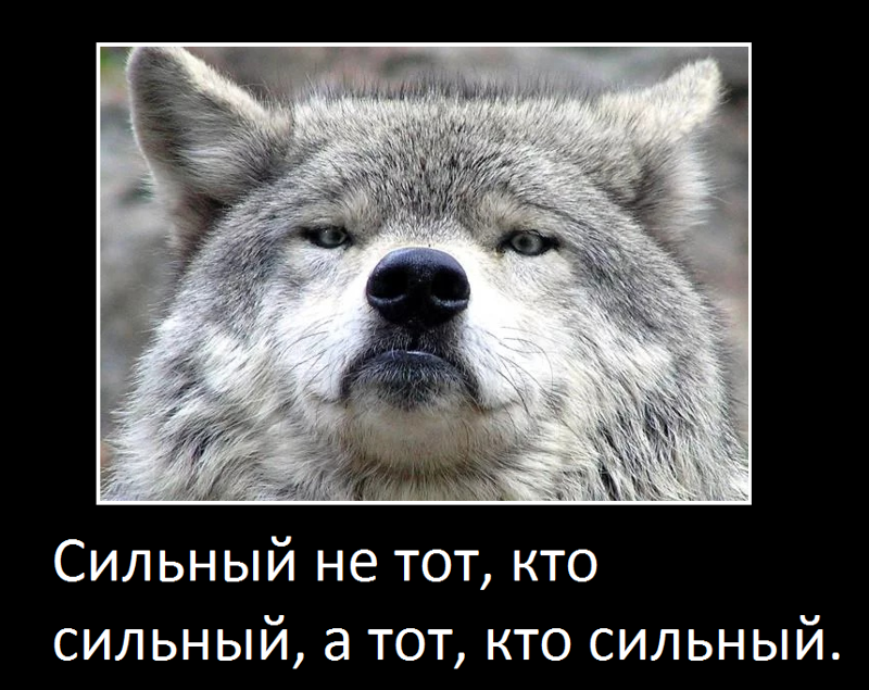 Очередной волк