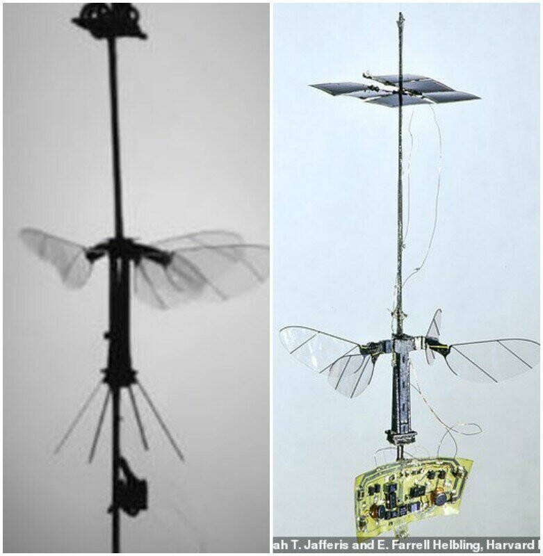 Инженеры создали робота-пчелу, летающую на солнечных батареях