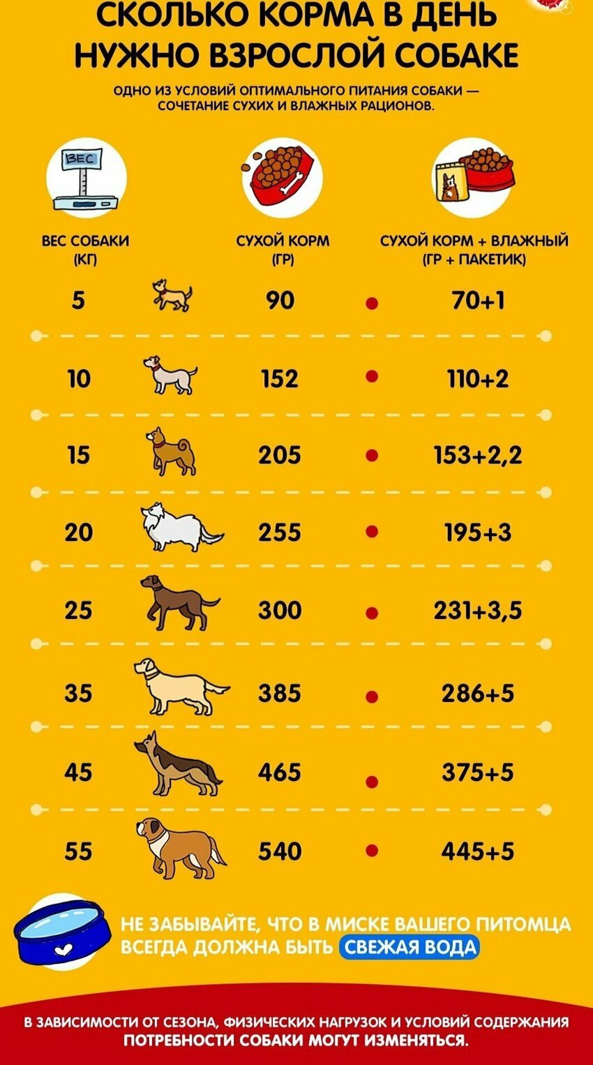 Сколько нужно есть собаке