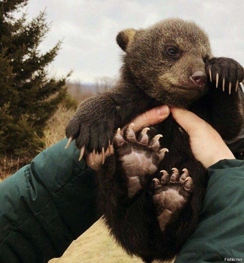 Милашка медвежонок, медвежий ребенок