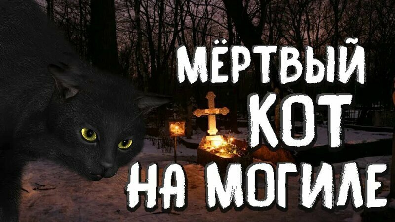Мёртвый кот на могиле хозяина 