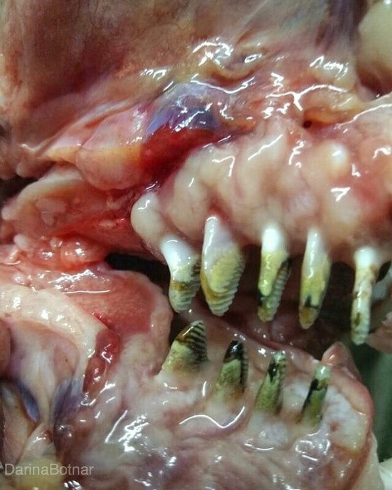 10. Как вы думаете, какой рыбе принадлежат эти зубы? Ответ: это зубы белого амура, рыбка такая, вкусная