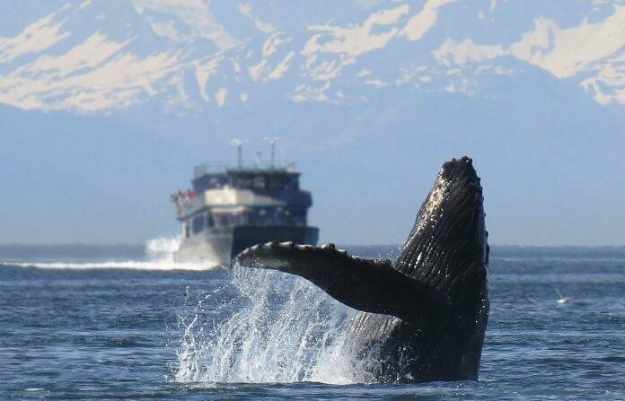Япония начинает коммерческий лов китов