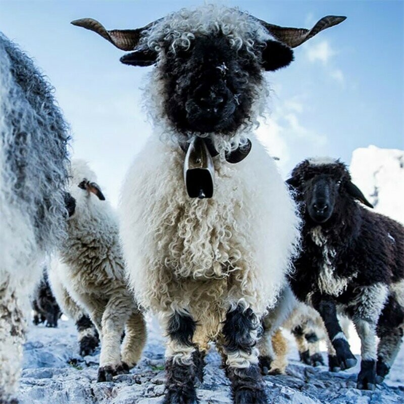 Черноносые овцы - предвестники апокалипсиса или милашки?
