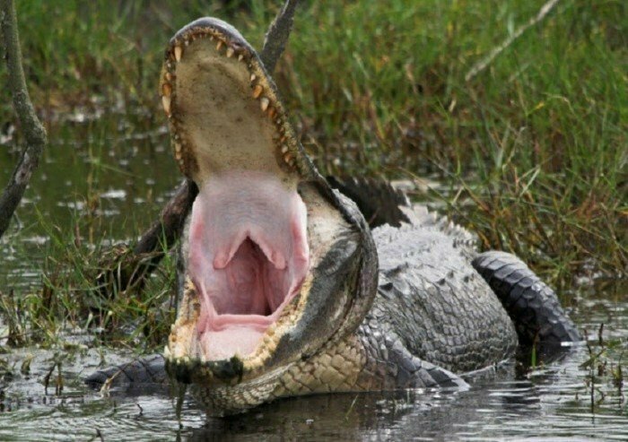 Крокодилы довольно умные существа. Они глотают камни, чтобы погружаться на большую глубину.