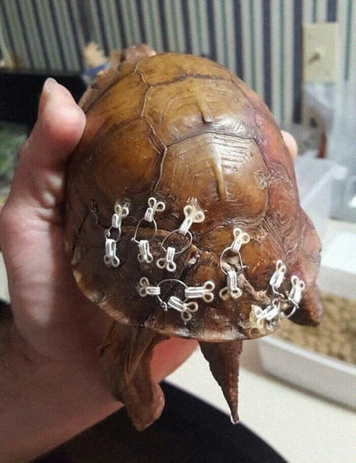 Защитники природы используют застежки бюстгальтеров, чтобы починить панцири черепах