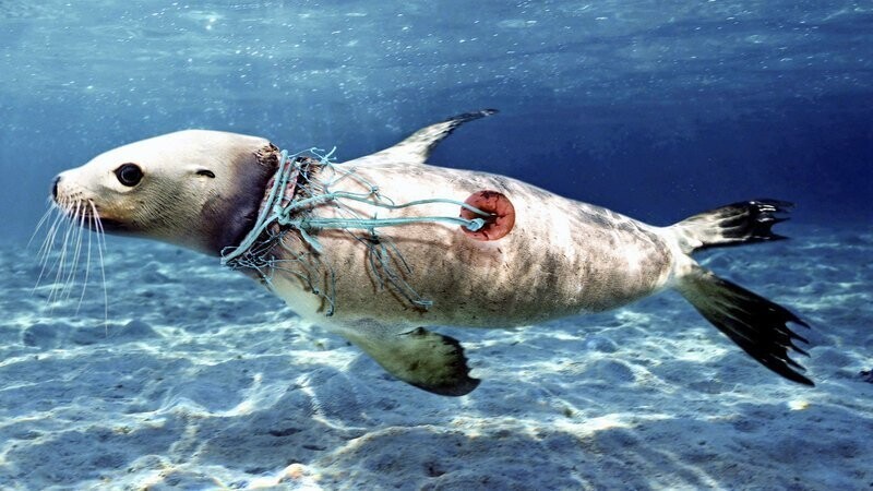 Пластик в океане, или как человек разрушает природу
