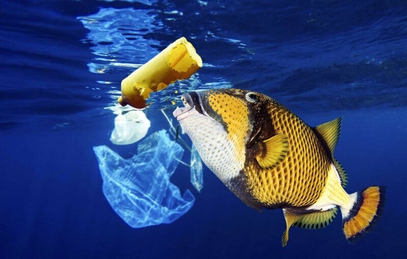 Пластик в океане, или как человек разрушает природу