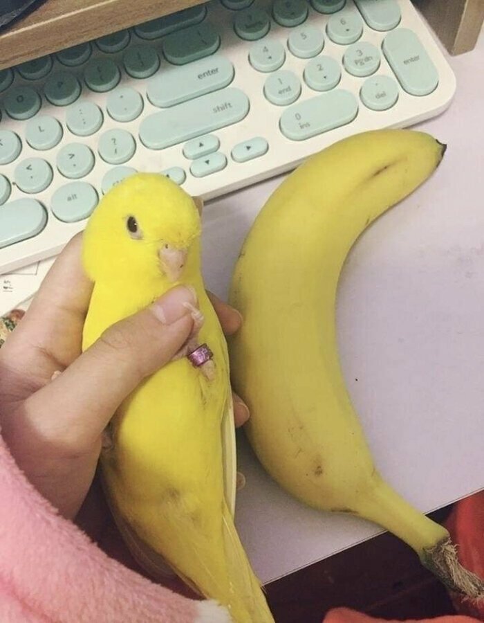 Не спутайте попугайчика с бананом